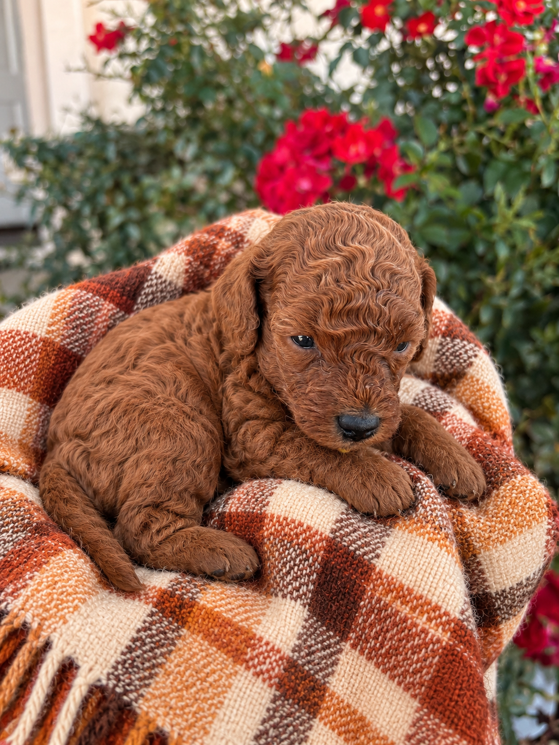 Iris Toy Poodles Milo Red Toy Poodle portrait