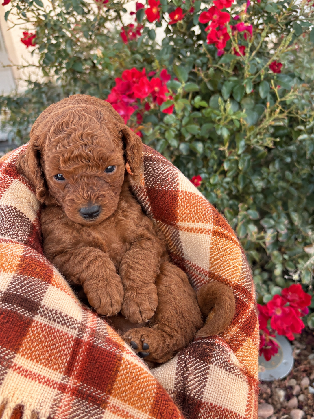Iris Toy Poodles Theo Red Toy Poodle portrait