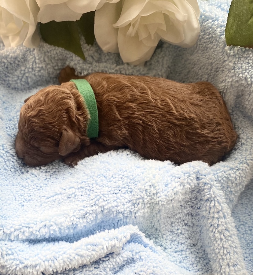 Iris Toy Poodles 2025 Red Toy Poodle litter photo 1
