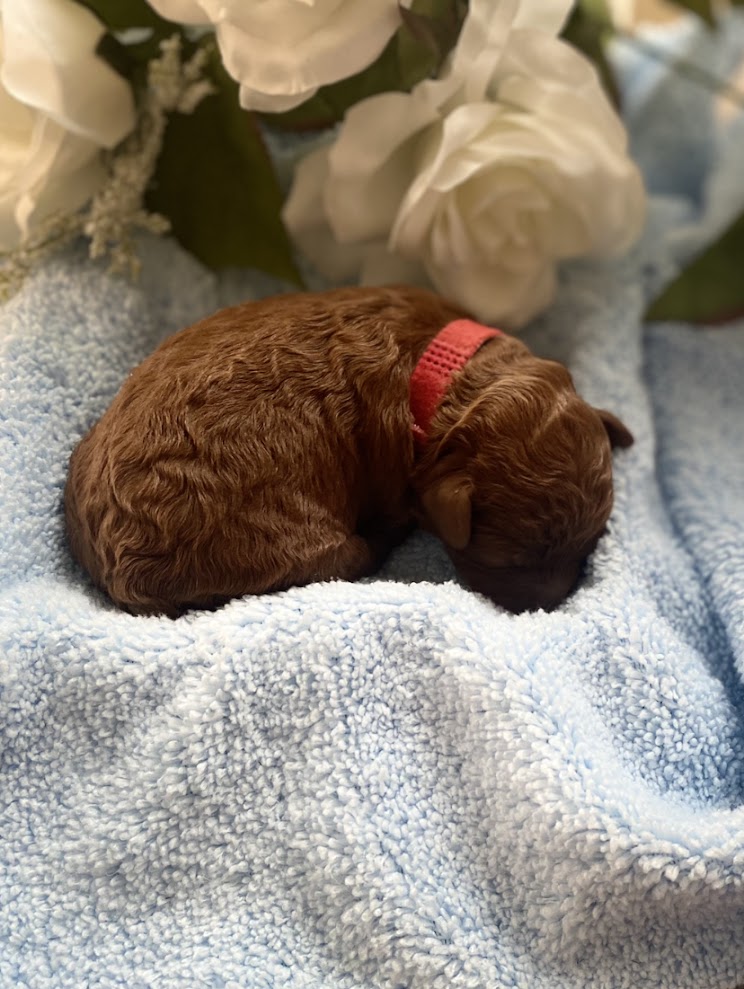 Iris Toy Poodles 2025 Red Toy Poodle litter photo 3