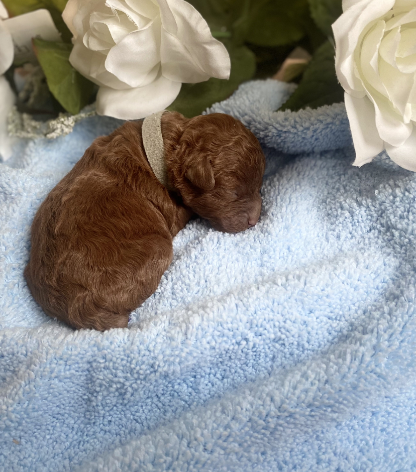 Iris Toy Poodles 2025 Red Toy Poodle litter photo 4