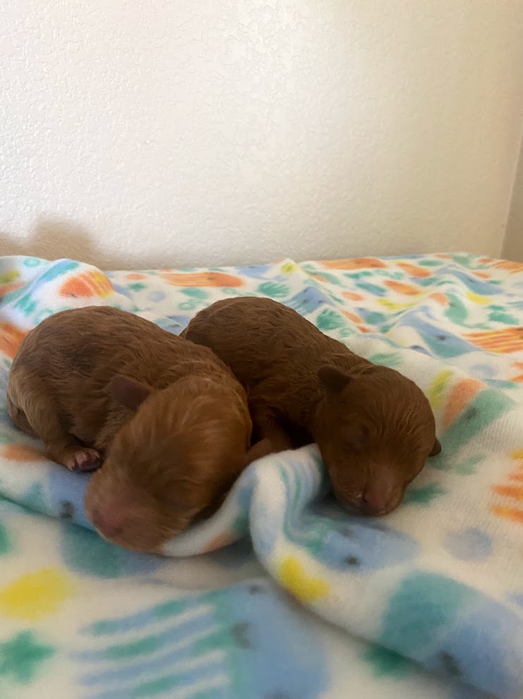 Iris Toy Poodles 2024 Red Toy Poodle litter photo 1