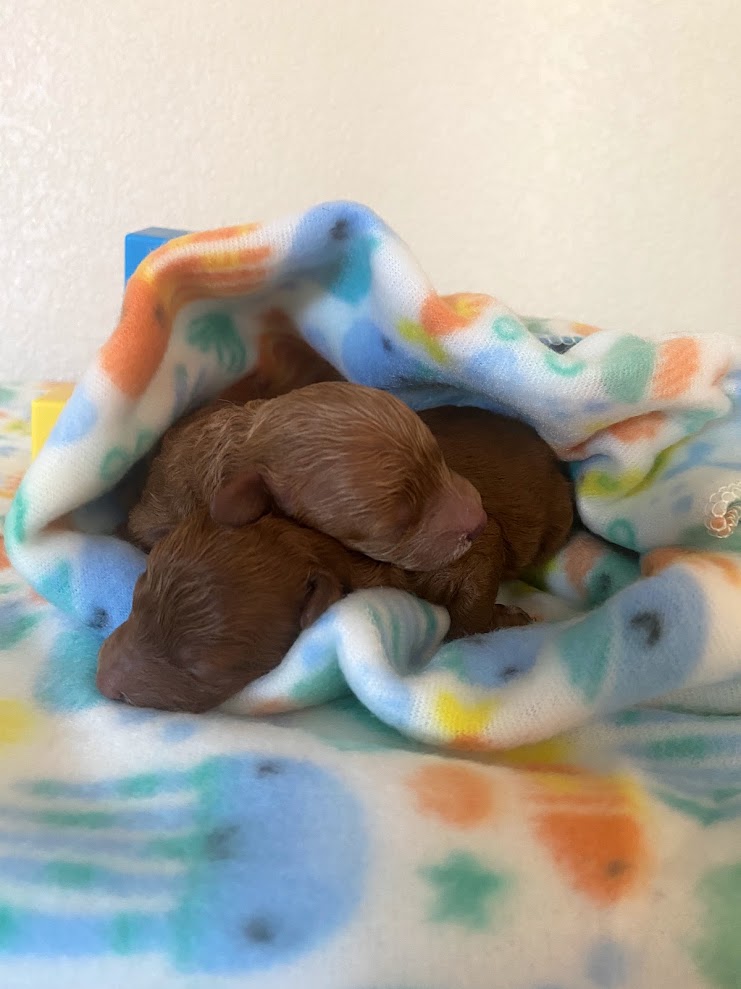 Iris Toy Poodles 2024 Red Toy Poodle litter photo 3