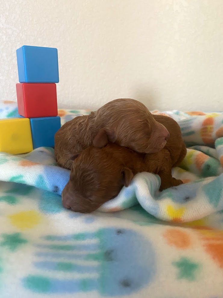 Iris Toy Poodles 2024 Red Toy Poodle litter photo 4