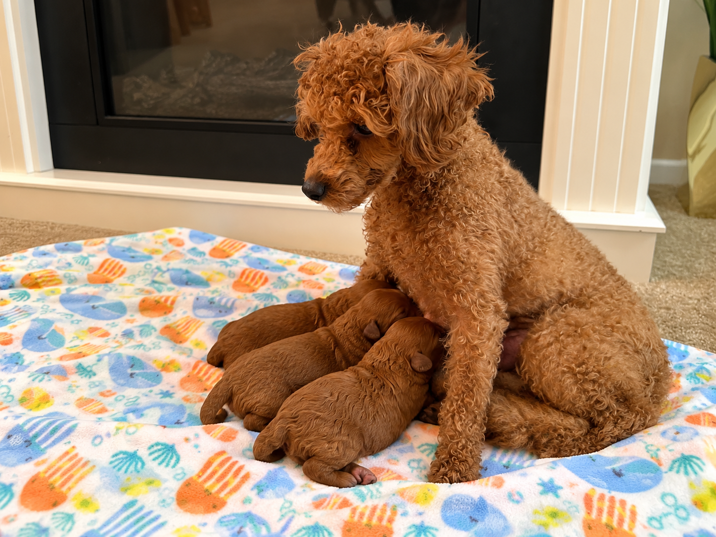Iris Toy Poodles 2023 First Litter Red Toy Poodle litter photo 2