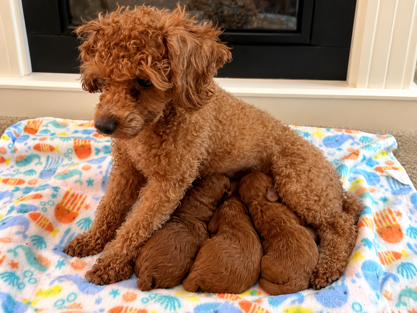 Iris Toy Poodles 2023 First Litter Red Toy Poodle litter photo 3