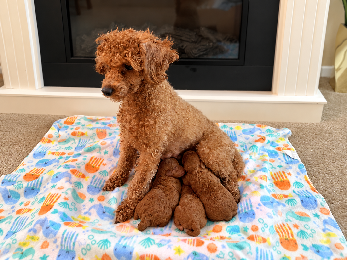 Iris Toy Poodles 2023 First Litter Red Toy Poodle litter photo 4