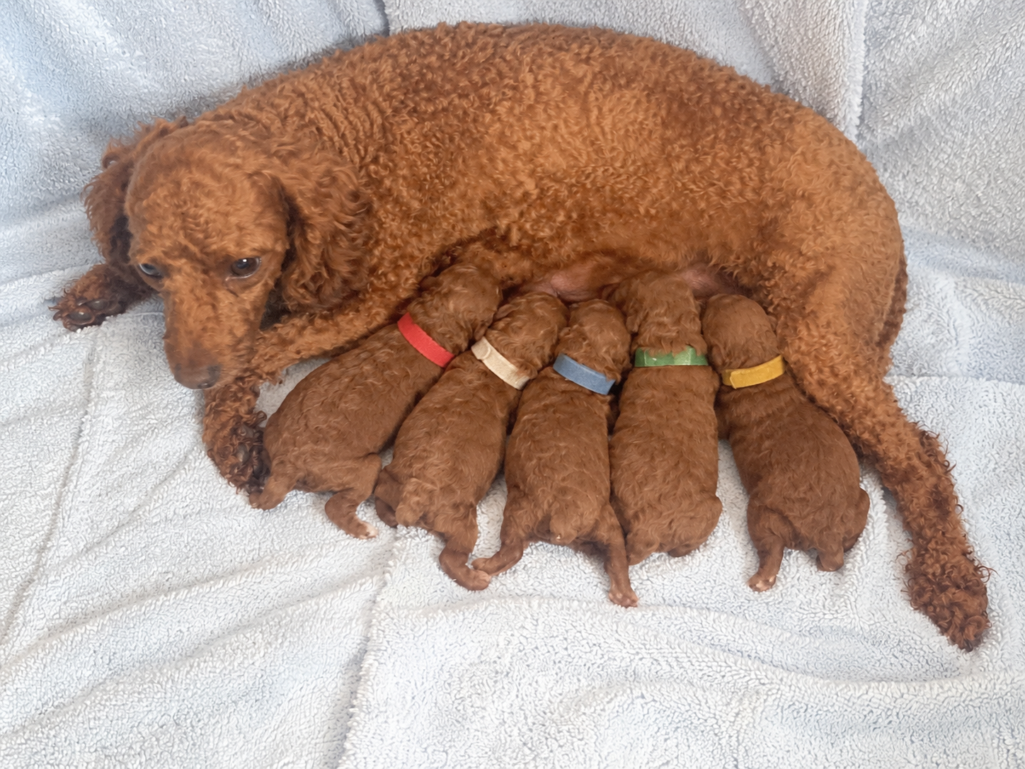 Iris Toy Poodles 2021 Red Toy Poodle litter photo 2