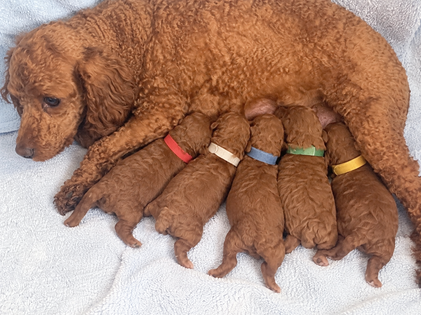 Iris Toy Poodles 2021 Red Toy Poodle litter photo 3